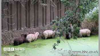 Fire crews rescue flock of sheep from river