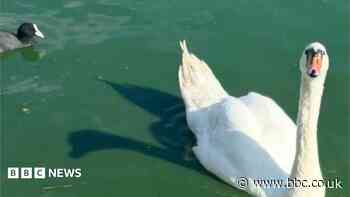 Death of swan family leaves residents 'devastated'