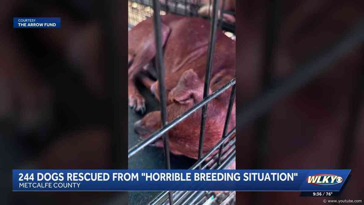 Nearly 250 dogs rescued from 'horrible breeding situation' in western Kentucky