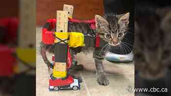This kitten was too tiny for a wheelchair. So his foster mom made one with Hot Wheels and duct tape