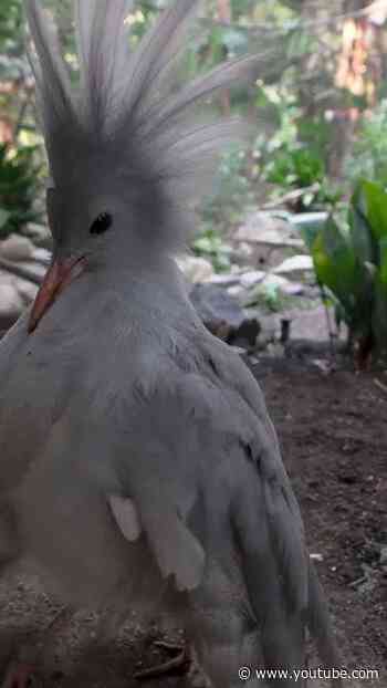 Kagu's Signature Crest