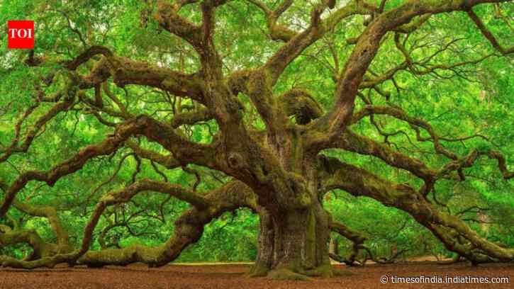 Scientists reviewed 54 Asian oak species; 40 had no backup in any botanical collection...