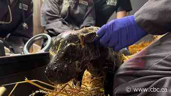 Move over, Moo Deng: Pygmy hippo calf born at Toronto Zoo