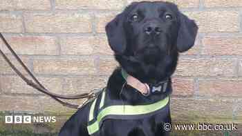 Drugs dog sniffs out cocaine at licensed premises