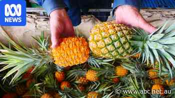 Pineapple growers raise biosecurity concerns as Asian imports considered