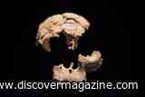 New Fossils From Spain's Gran Dolina Cave Reveal Ancient Cannibalism and New Clues About <em>Homo antecessor</em>