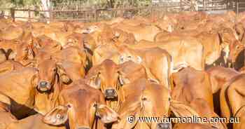 Beef processors feel the pinch as higher procurement costs shrink margins
