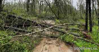 Family stranded overnight as storm blocks road near Seibert Lake: ‘Couldn’t see anything’