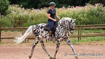 Meet Milo - the blind horse that's competing in shows thanks to 'braille-like' training