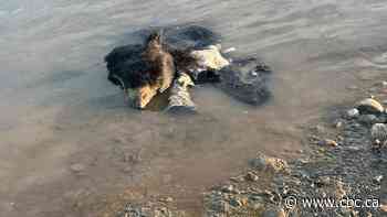 Black bear carcass found dumped in river near Fort Nelson