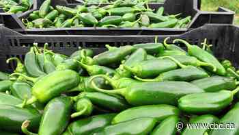 Jalapeno-linked salmonella outbreak sickens hundreds across 27 U.S. states
