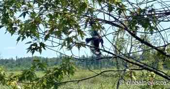 Ottawa firefighters free bird caught in tree, tangled in fishing line
