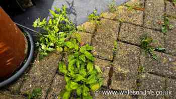 Welsh gardeners urged to cover patio weeds in homemade spray