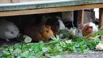 Kaninchen und Meerschweinchen: So gelingt die Gruppenhaltung