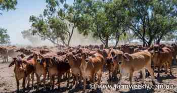 Beef exports reshuffled: Japan, South Korea climb as China demand slows