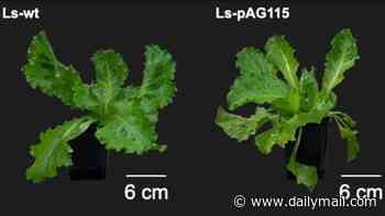 Forget lab-grown meat! Scientists have come up with a way to cultivate beef INSIDE lettuce and tobacco plants