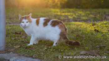 What to do if your neighbour keeps feeding your cat — legal rights explained