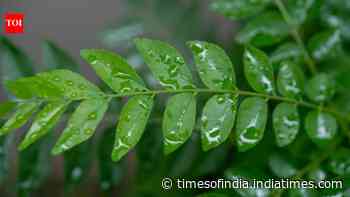 Fix Stuck Curry Leaf Plant: Guide explains stalled growth; offers simple home fixes
