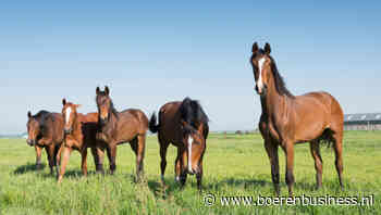 Veestapel krimpt, wel steeds meer paarden