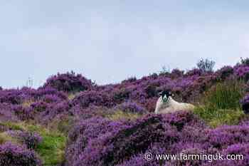 Farmers seek rethink of Scotland's muirburn regime
