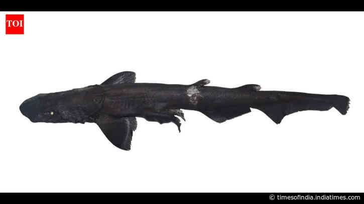 Discovery Of New Deep-Sea Sharks: Kerala bycatch yields Apristurus drona; Squalus hima follows