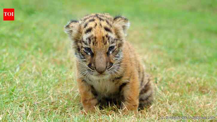 From tiger cubs to penguin chicks: 7 incredible places to witness baby animals in the wild