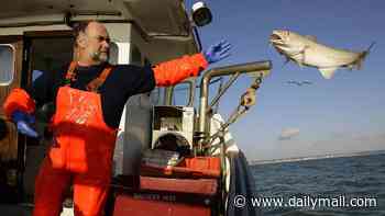 The end of haddock and chips? Britain's fish stocks face COLLAPSE as trawlers illegally dump six times more fish than they bring ashore, scientists warn
