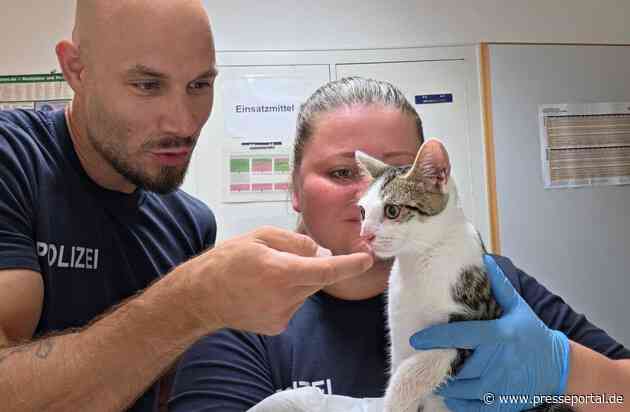 Bundespolizeidirektion München: Ausgesetzte Katze am Bahnhof Bamberg aufgefunden - Tierheim übernimmt Fundtier
