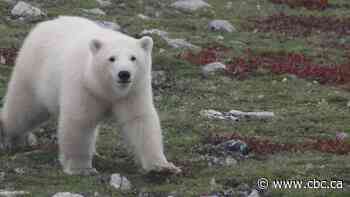 Churchill lodge owner tries again to get polar bear tour permits back — and double the number