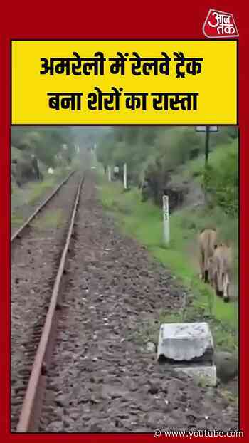अमरेली में रेलवे ट्रैक बना शेरों का रास्ता #lion #viralvideo #shorts