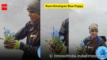 Rare Himalayan Blue Poppy blooms in Nepal's remote Dolpa