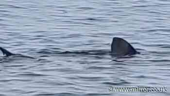 Monster shark '25ft long' spotted in UK waters as sightseers stunned