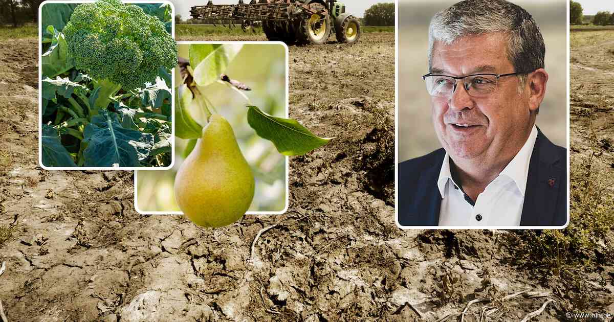 Prijsstijgingen tot 20 procent: zo voel je de droogte straks in je portemonnee