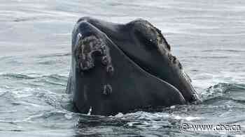 Internal DFO memo warns Trump-backed bill threatens right whale survival