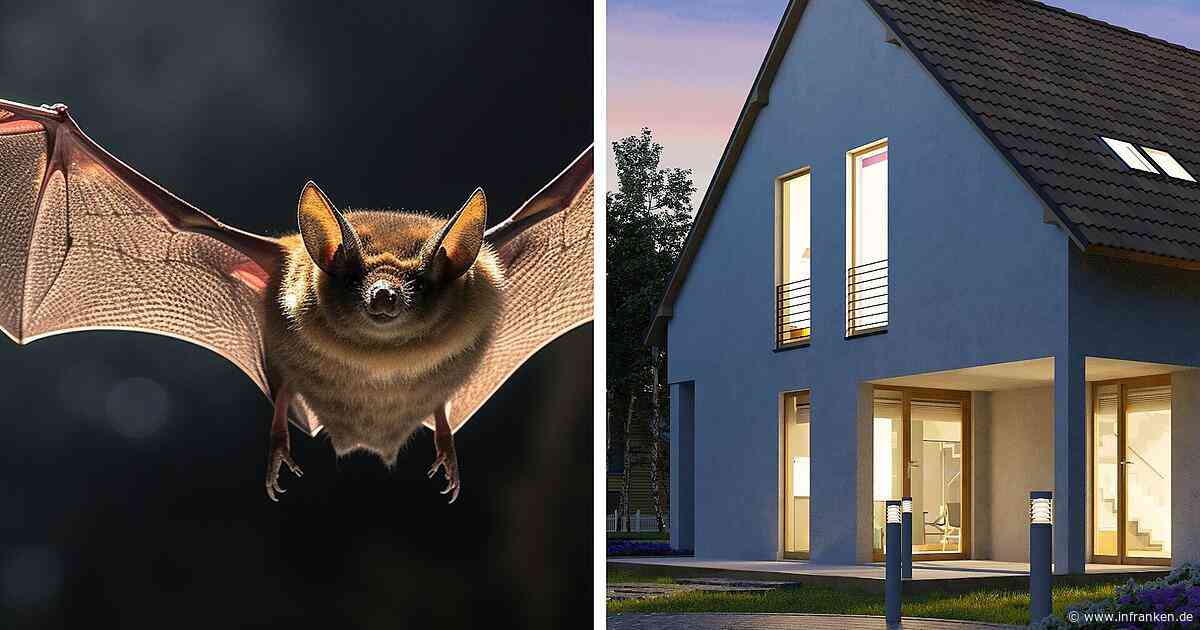 "Fledermaus-Invasion": Stadt Coburg warnt Bewohner eindringlich