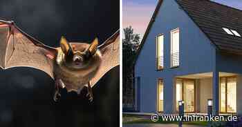 "Fledermaus-Invasion": Stadt Coburg warnt Bewohner eindringlich
