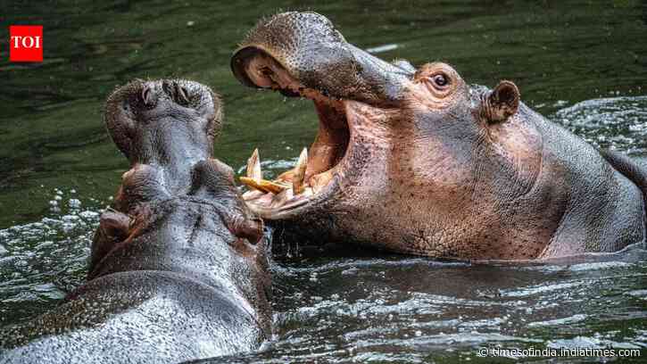 How 4 hippos from Escobar's estate became Colombia's wildest invasion