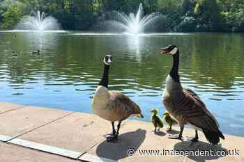 Members devastated after prestigious tennis club secretly culls geese and goslings
