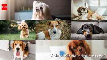 Living in a small home? These 7 dog breeds are the perfect fit