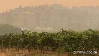 B.C. wineries face 'smoke taint' uncertainty amidst wildfires