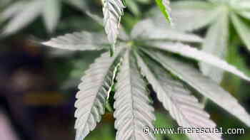 Fired Fla. FF/paramedic plans appeal to state Supreme Court in medical marijuana case
