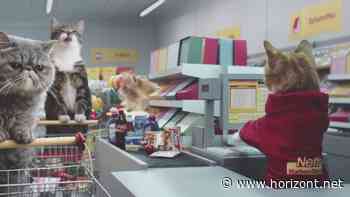 Apple, Ikea, Netto &amp; Co.: Weltkatzentag: Die 12 kultigsten Werbespots mit Miezekatzen