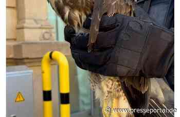 BPOL-KL: Bundespolizei übergibt Greifvogel an Tierrettung