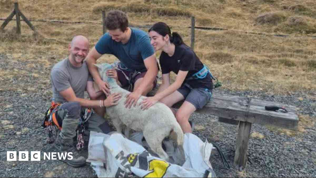 Sheep stuck for days on rockface no woolly jumper