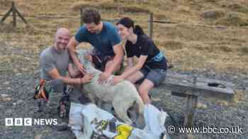 Sheep stuck for days on rockface no woolly jumper