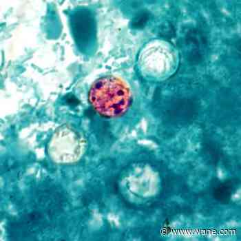 Yet another cyclosporiasis outbreak appears as cases linked to recalled lettuce grow
