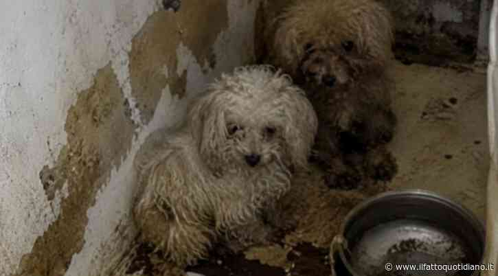 Settanta cani trovati in condizioni drammatiche in uno spazio di meno di 80 metri quadrati: la scoperta choc dei carabinieri in un appartamento di Firenze