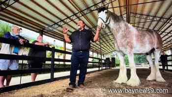 Florida Clydesdale Farm offers look at life with award-winning draft horses
