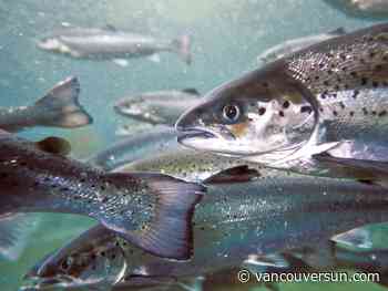 Premier Eby needs to pressure Ottawa to keep salmon farming commitment