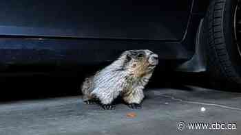 Marmot hitchhikes to the suburbs from the mountains | The Moment